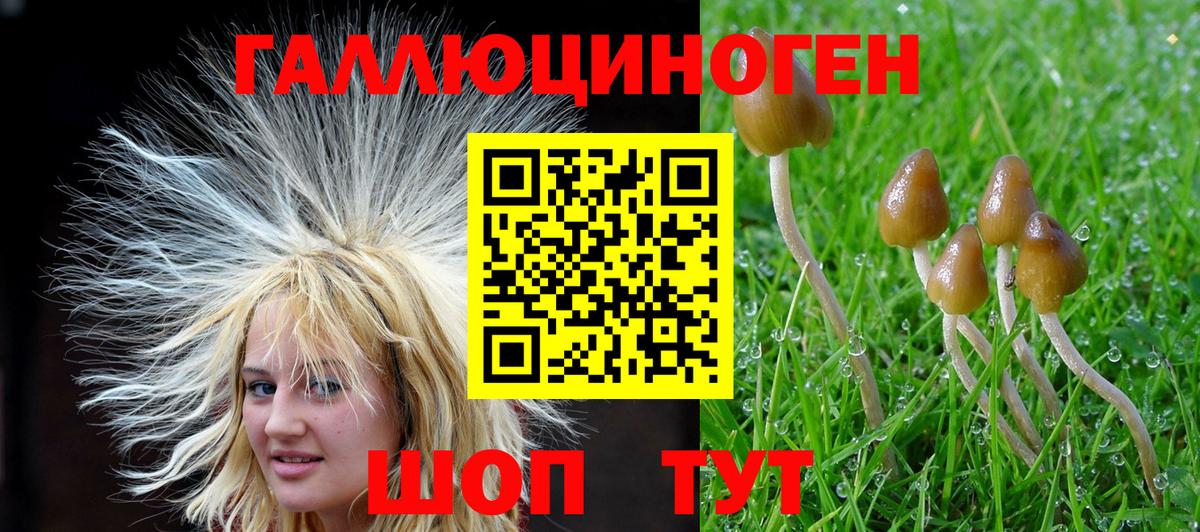 Бердск  Галлюциногенные грибы Cubensis  Вход с VPN 
